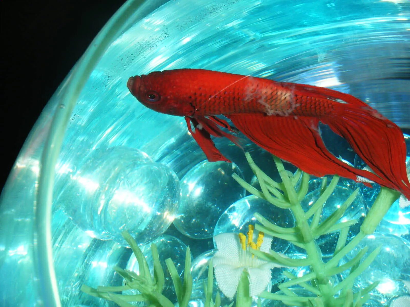 Лечение петушков. Рыбка петушок плавниковая гниль. Лечение петушков. Лечение петушков. Лечение петушков.