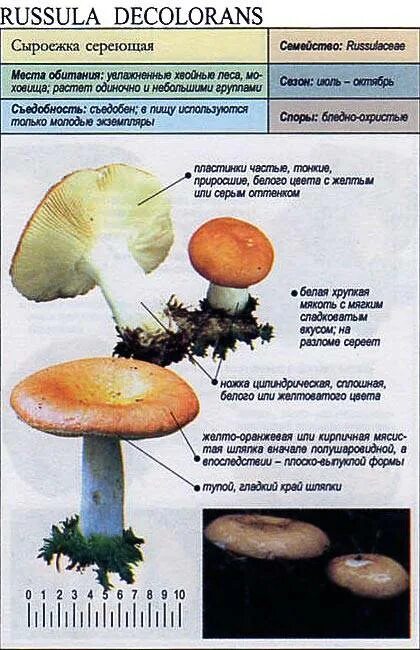 Какую среду обитания освоила сыроежка впр 5. Сыроежка шляпка снизу. Строение гриба сыроежка. Сыроежка гриб размножение. Строение сыроежки.