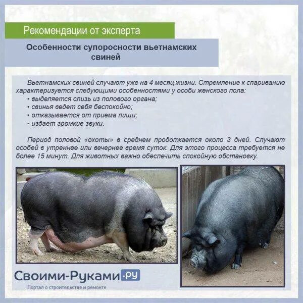 Таблица для определения веса поросят. Дюрок ландрас порода свиней характеристика. Таблица измерения живого веса поросят. Определение свиней. Определение свиней.