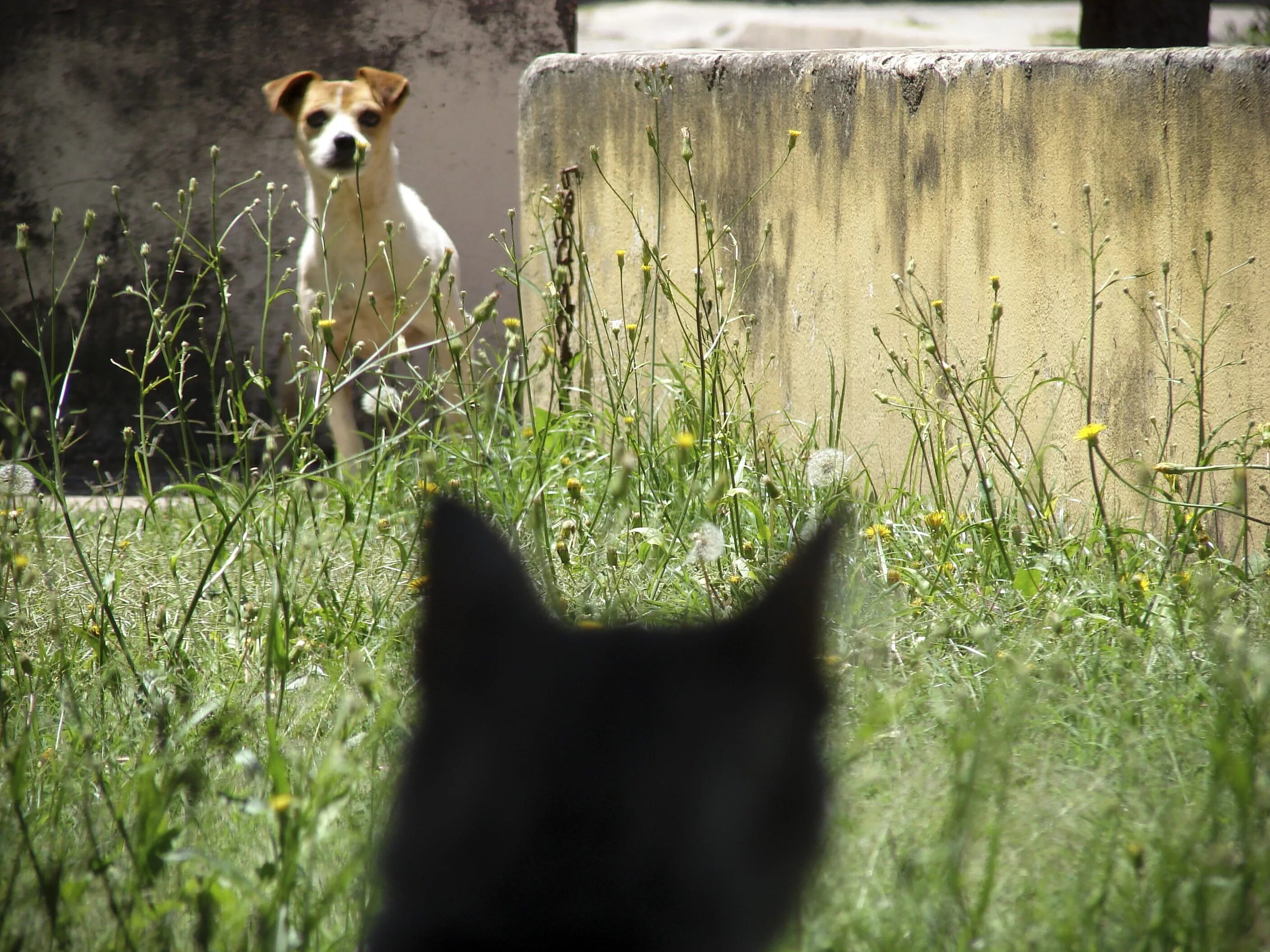 Кошка гонится. Кот охотится. Собака охотится на кошку. Собака догоняет кошку. Собака гонится за кошкой.