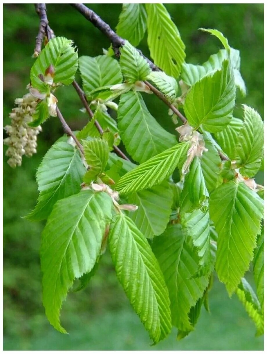 Файл:Carpinus tschonoskii1.jpg - Википедия