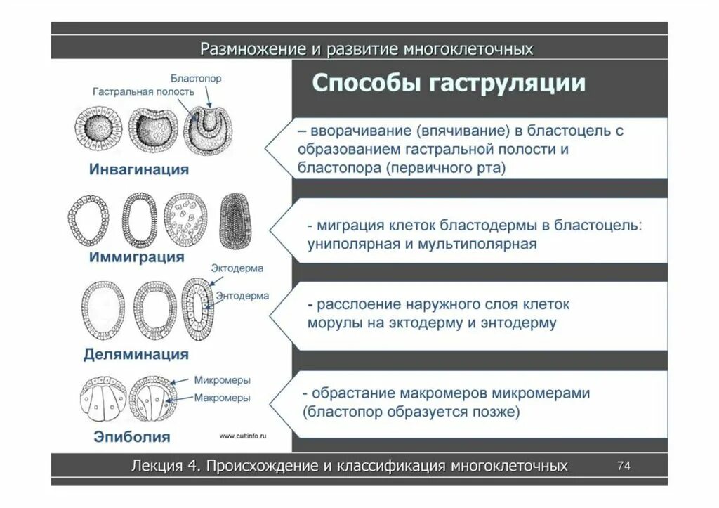 Этапы эволюции многоклеточных. Стадия иммиграции гаструляция. Формирование первичного рта бластопора происходит. Способы гаструляции. Формирование бластопора.