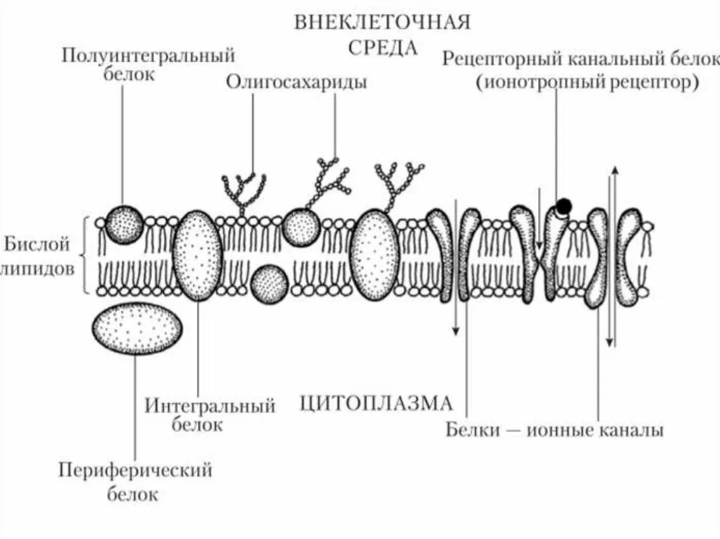 Цитоплазма состоит из мембран. Строение и функции цитоплазматической мембраны клеток.. схема строения плазматической мембраны клетки. строение клеточной цитоплазматической мембраны. структура клетки цитоплазматическая мембрана.
