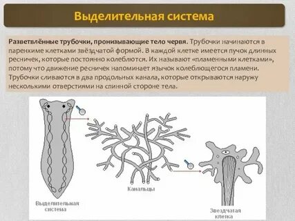 Звездчатая выделительная система