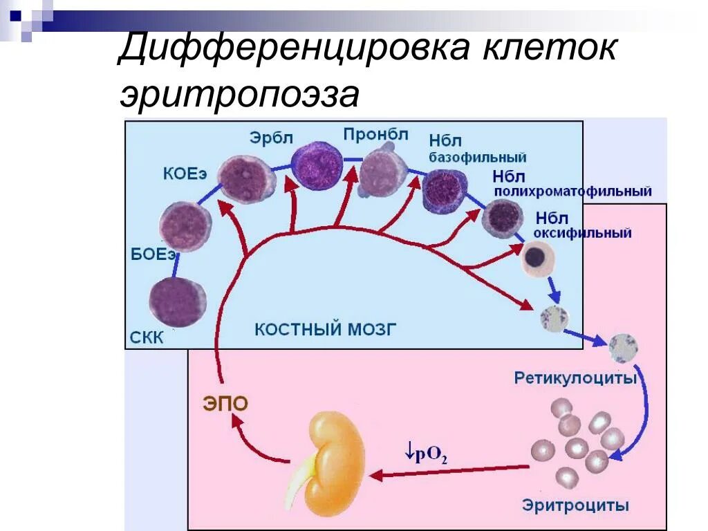 Состояние клеток вступивших на определенный путь дифференцировки