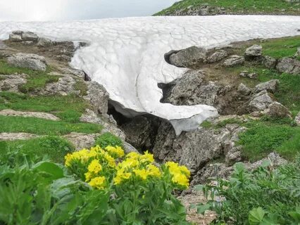 Растительность плато лаго наки