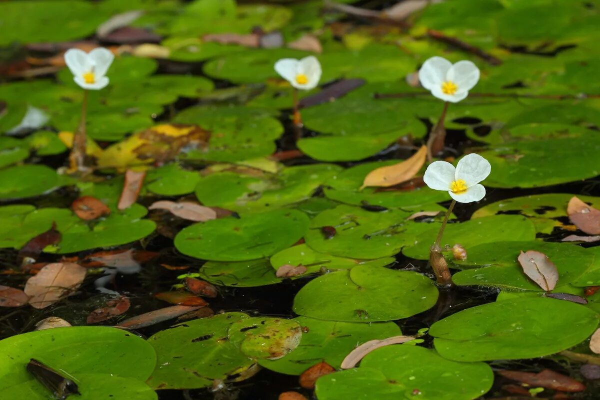 Водокрас Лягушачий. Водокрас обыкновенный. Водокрас Лягушачий (Hydrocharis morsus-Ranae). Водокрас обыкновенный (Hydrocharis morsus-Ranae). Что растет в озере