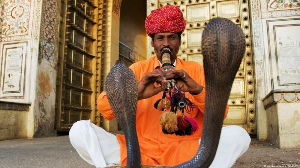 Невероятные факира. Заклинатели змей в Индии. Индус Заклинатель змей. Укротитель змей в Индии. Факир цирк Заклинатель змей.