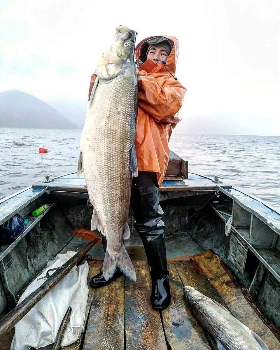 омуль описание рыбы. где водится знаменитая рыба омуль рыбаки. байкальский омуль эндемик. где водится знаменитая рыба омуль рыбаки. нельма якутия.