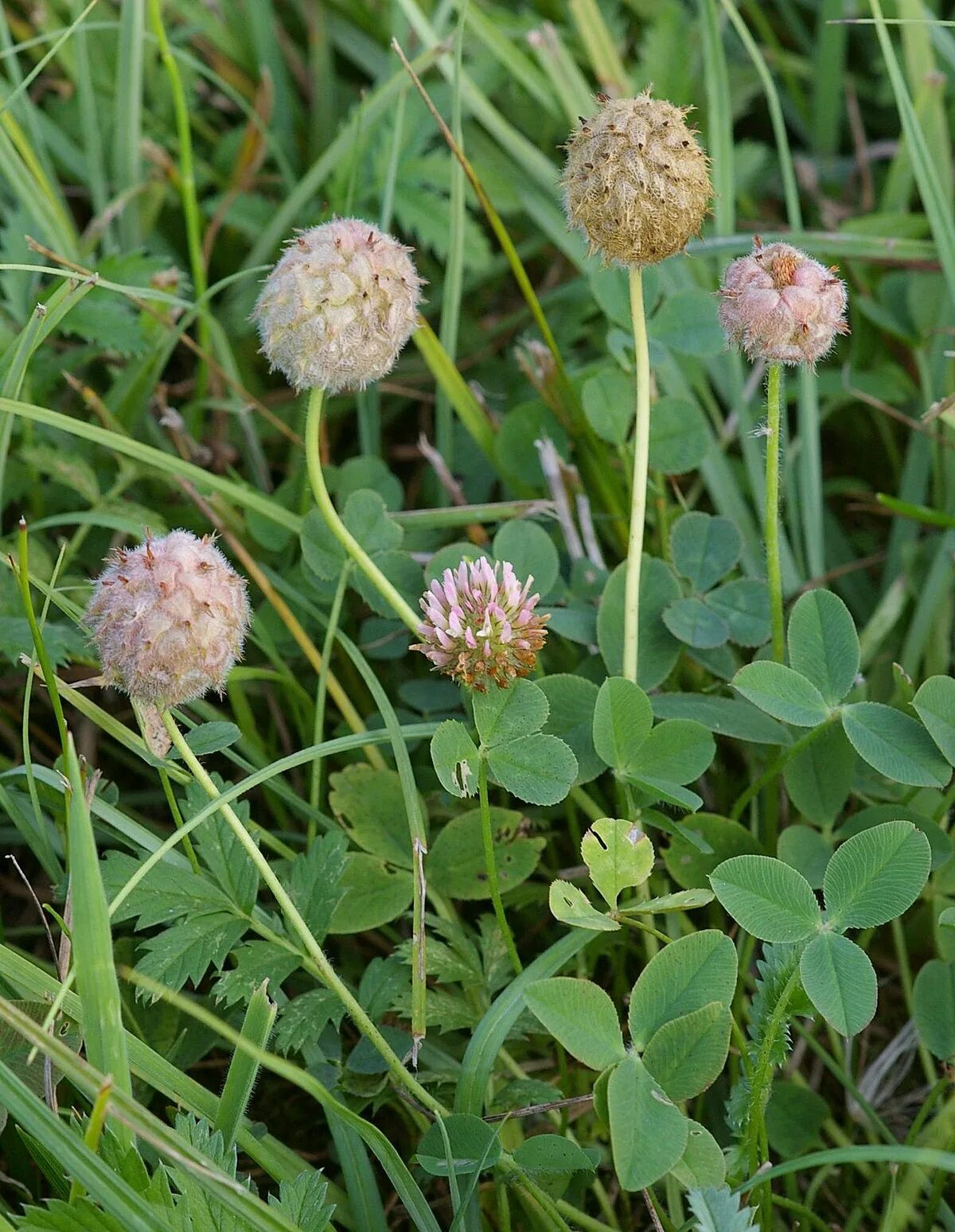 Trifolium pannonicum. клевер пунцовый. клевер луговой. клевер луговой куст. клевер гибридный (клевер розовый).