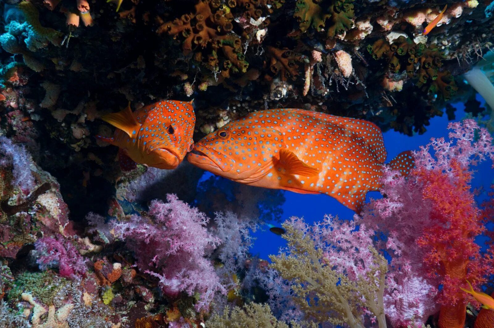 Рыбы океана фото. Красный коралловый Групер. Рифовый окунь. Подводный мир рыбы. Обитатели морского дна.