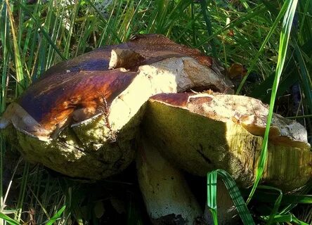 Переросший белый гриб