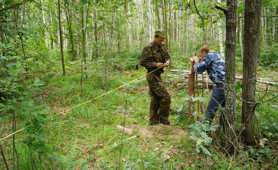 Организация использования лесов. Таксация лесосечного фонда. Таксация лесных насаждений. Отвод лесосек. Отвод и таксация лесосек.