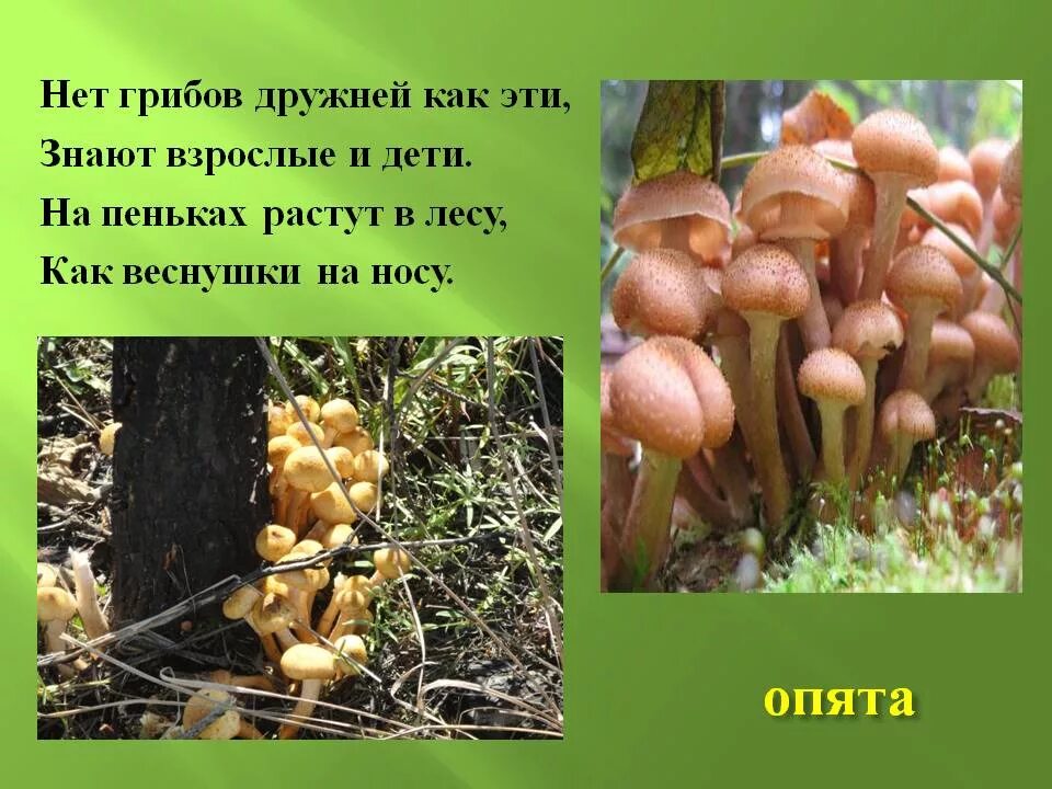 на пеньках растут в лесу как веснушки на носу. нет грибов дружней чем эти знают взрослые. нет грибов дружней чем эти знают взрослые и дети. опята на пенёчке стихотворение. на пеньках растут в лесу как веснушки.