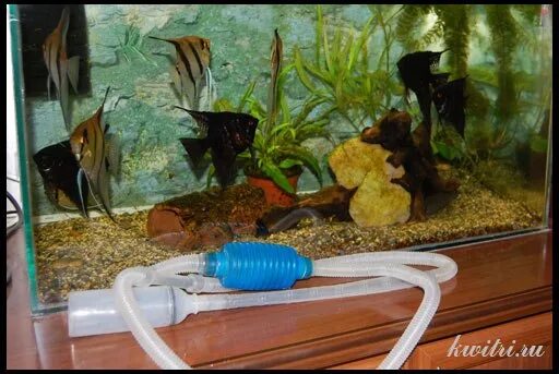 Нужен ли рыбкам фильтр. Отстаивание воды для аквариума. Подмена воды в аквариуме. Емкость для отстаивания воды для аквариума. Замена воды в аквариуме.