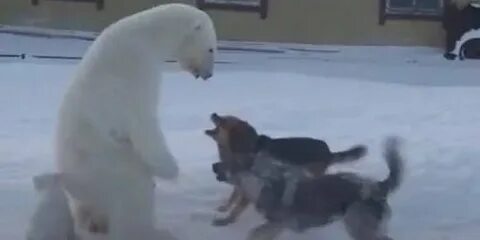 Видео где белый