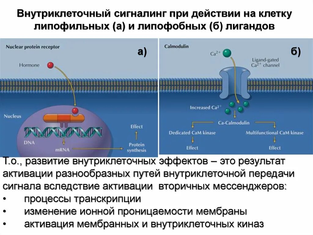 Транспорт белков внутриклеточный. Внутриклеточные сигнальные системы. Внутриклеточные посредники действия гормонов. Механизм воздействия на клетки. Внувнутриклеточный механизм действия.