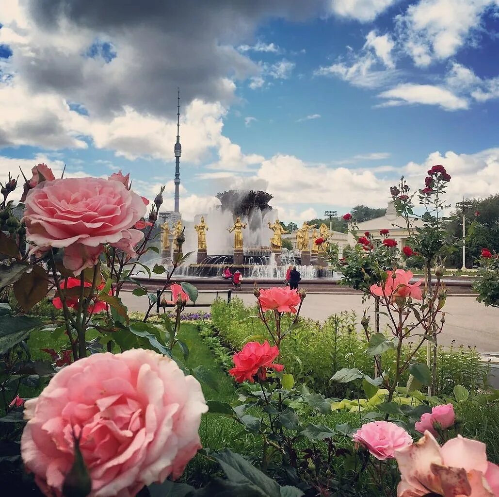 Розы ввц