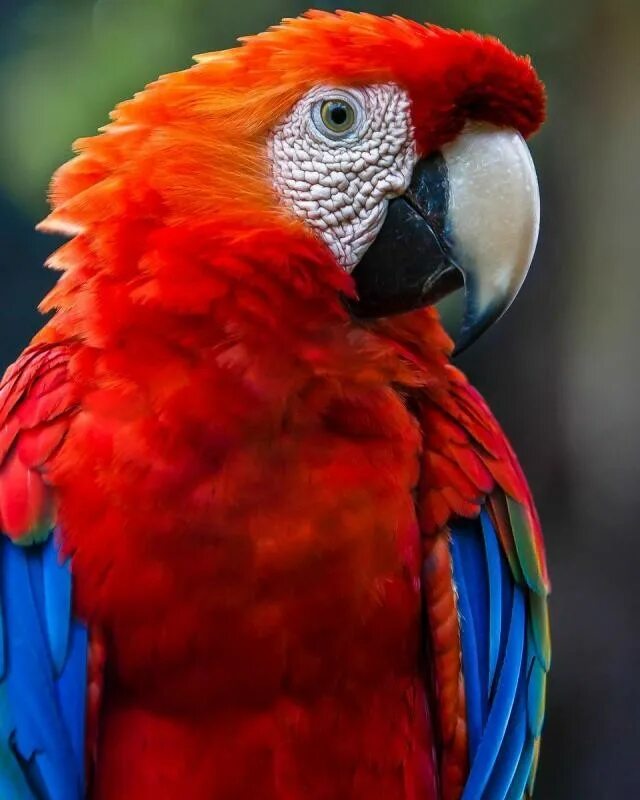 Большой цветной попугай. Попугай Какаду красно синий. Говорящий попугай ара. Попугай Паррот. Попгуа и разговорчивые.
