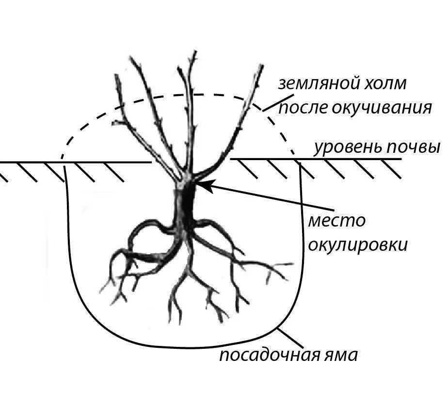 Как правильно посадить саженец розы. Схема посадки плетистой розы. Корневая шейка у розы. Корневая шейка плетистой розы. Посадка роз весной схема.