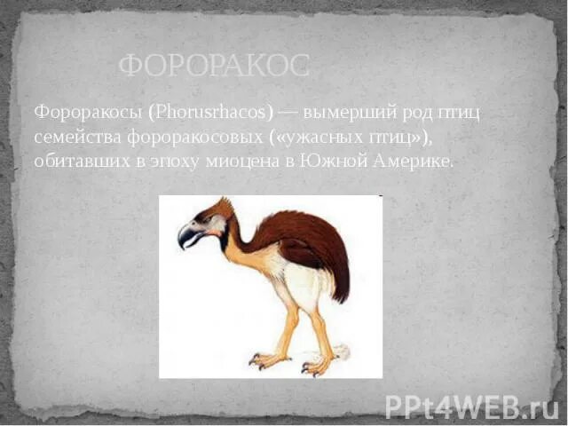 Фороракос Эпиорнис. Фороракосы вымершие птицы. Доисторическая птица фороракос. Эпиорнисовых, МОА, динорнисовых, гасторнисовых, или фороракосовых. На рисунке изображена реконструкция фороракоса крупной