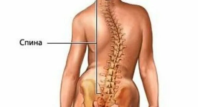 Что находится в пояснице. Искривление позвоночника. Искривление позвоночника в копчике.
