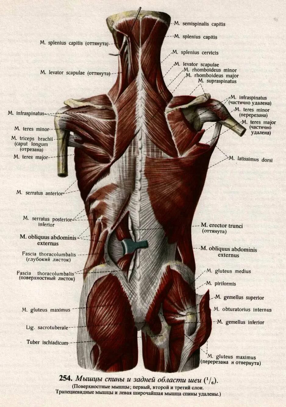 Фото мышц спины человека. Атлас Синельников мышцы спины. Поверхностные мышцы спины Синельников. Мышцы спины анатомия Синельников. Поверхностные мышцы спины анатомия латынь.