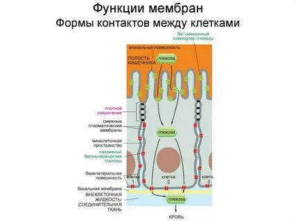 Обмен между клеткой и окружающей средой