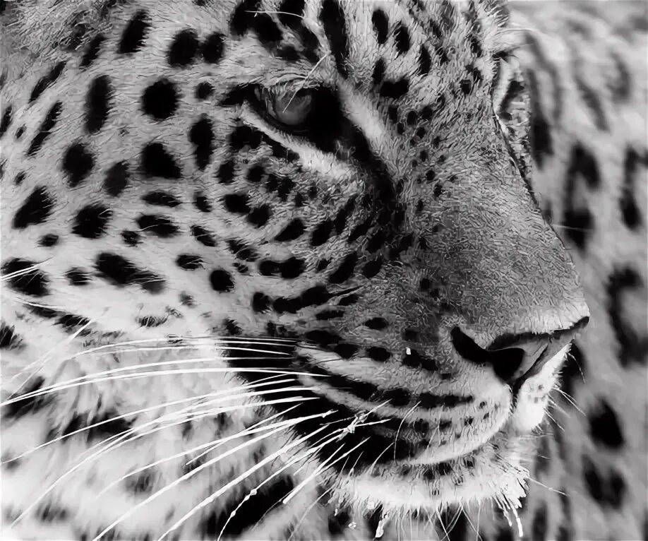 33 Wild ideas animals, animals beautiful, animals wild