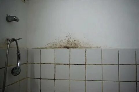 В ванной комнате на стене плесень