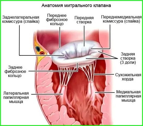 Дегенерация митрального клапана. Передняя и задняя створка митрального клапана. Фиброзное кольцо митрального клапана. Хорды митрального клапана анатомия. Папиллярные мышцы митрального клапана анатомия.