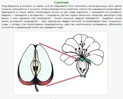 Что происходит в завязи после опыления