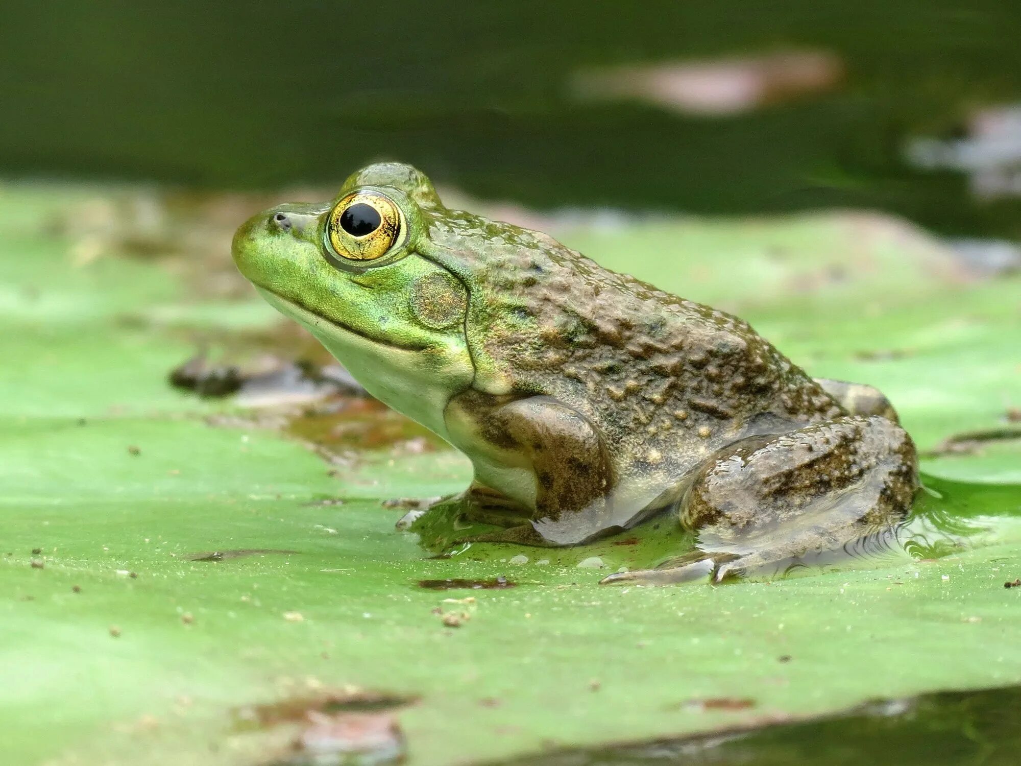 Бычья лягушка. Lithobates catesbeianus. Лягушка водонос. American Bullfrog. Лягушка бычок.