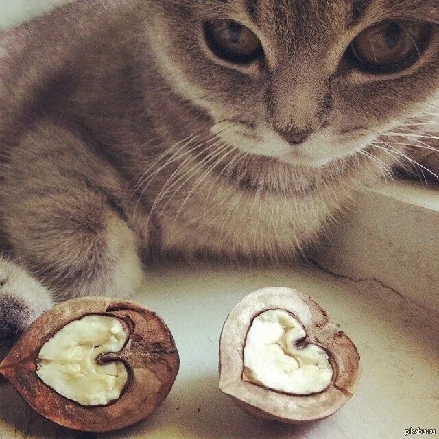 Кот орех. Котик и орехи. орешки кот. котик орешек. �� орехи и коты.