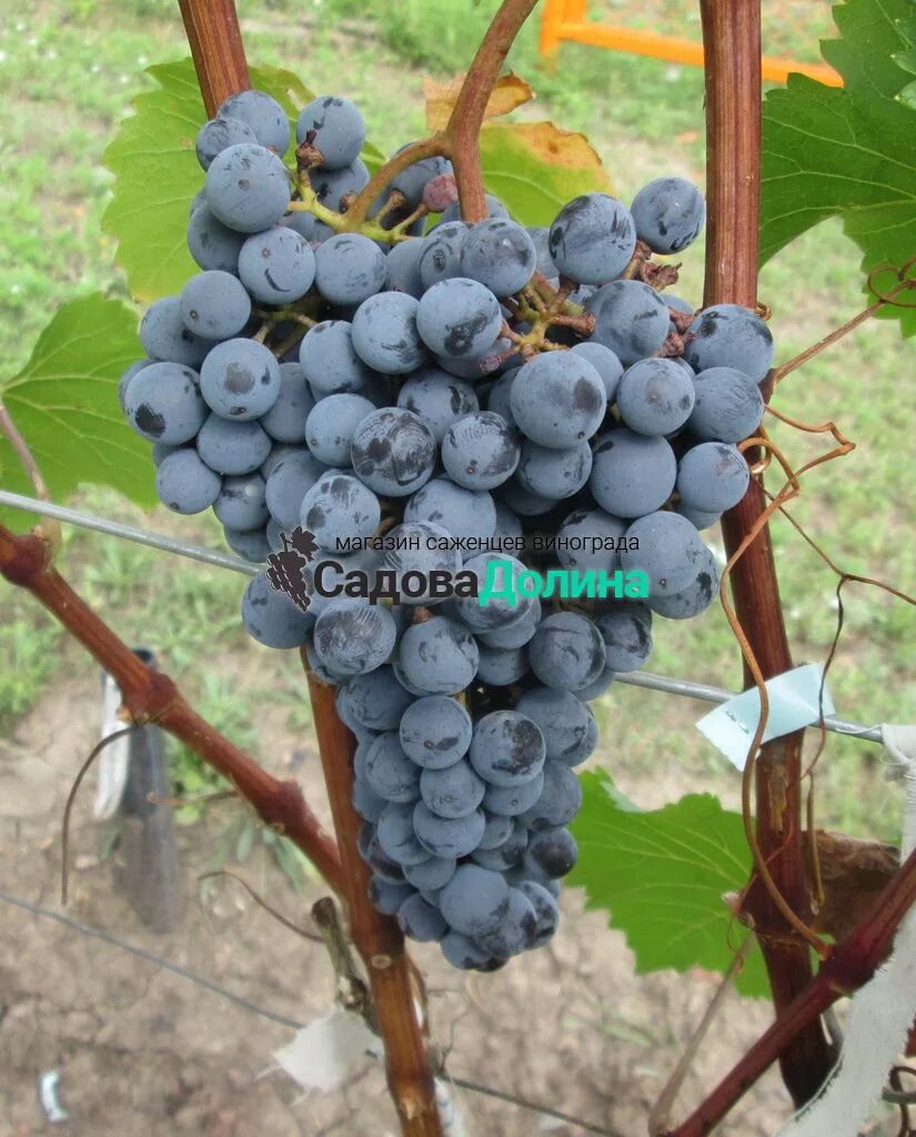 Виноград одесская. Ливадийский виноград сорт. Одесский черный сорт винограда. Алиберне виноград. Алиберне сорт винограда.