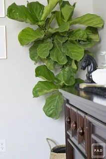 Фикус лирата лист