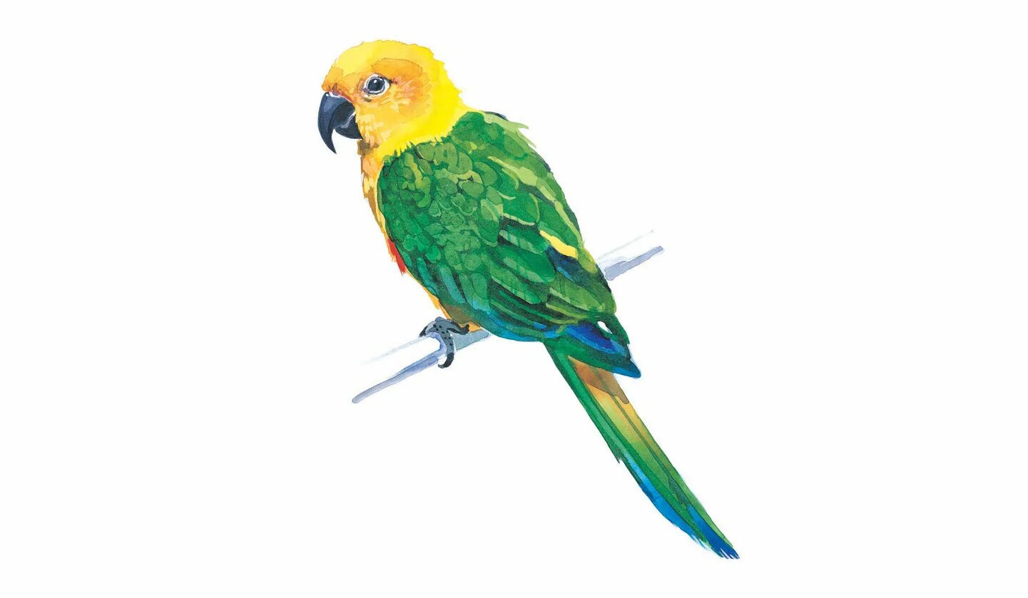 Parrot. Попугай картинка. Картинка попугай для детей в детском саду. Green and Yellow Parrot. Curl parrot
