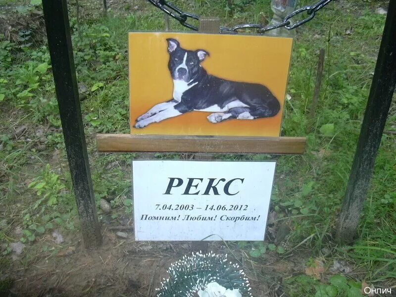 машкинское кладбище домашних животных. кладбище животных. кладбище домашних животных могилы. кладбище животных. кладбище животных уфа.
