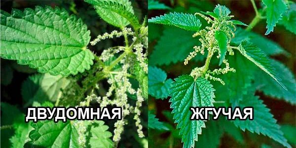 Крапива жгучая и двудомная. Крапива двудомная и крапива жгучая. Крапива двудомная отличие от жгучей. Фото крапивы двудомной и жгучей.