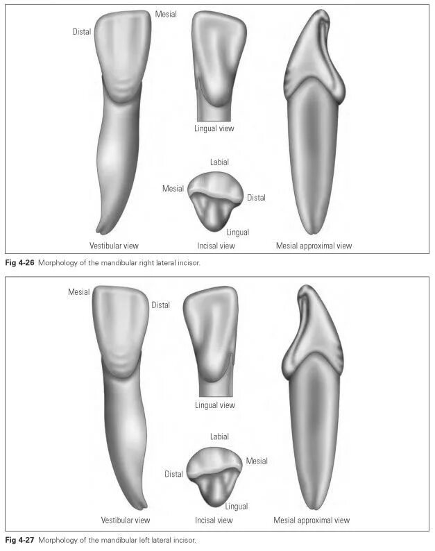 Клыки поверхность зуба. Клык верхней челюсти анатомия. Зубы верхней челюсти анатомия. Клык верхней челюсти вестибулярная норма. Клык нижней челюсти анатомия.