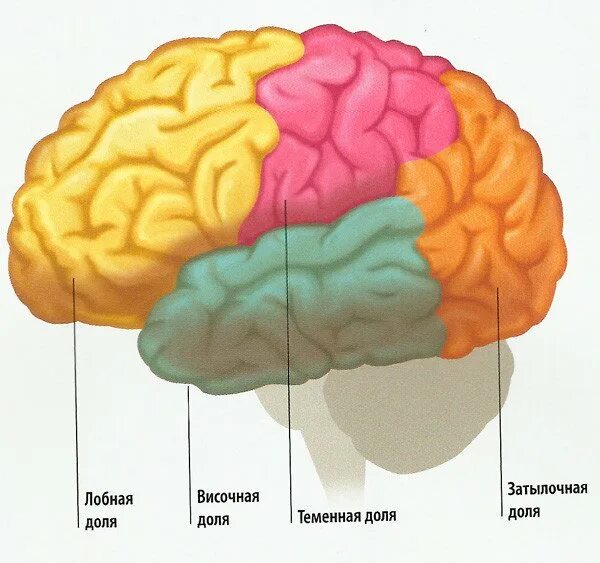 Две коры головного мозга. Лобная теменная височная затылочная доли мозга. Доли головного мозга височная лобная.