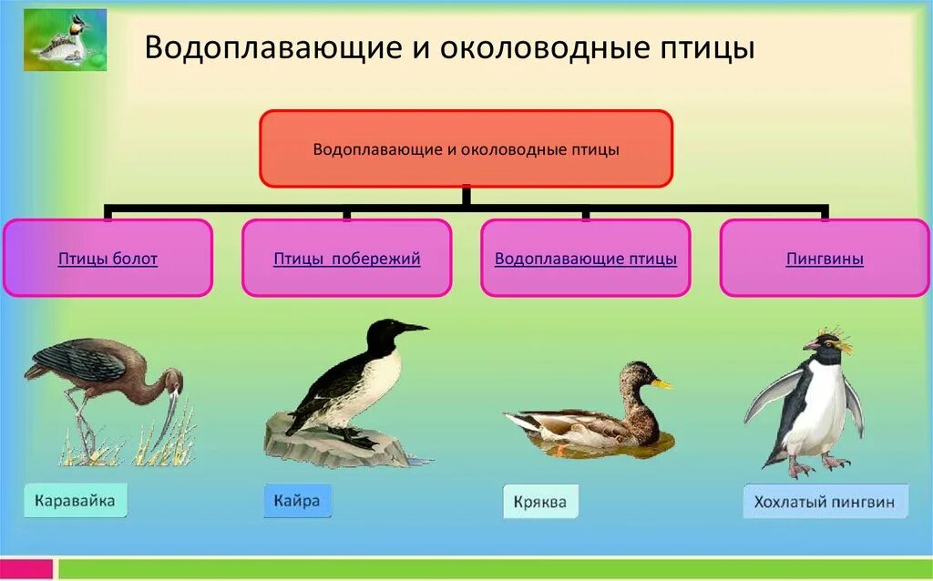 Группы птиц по месту обитания. Экологическая группа водоплавающие птицы. Водные и околоводные птицы. Экологические группы птиц. Приспособления водоплавающих птиц.