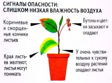 Если растению не хватает света