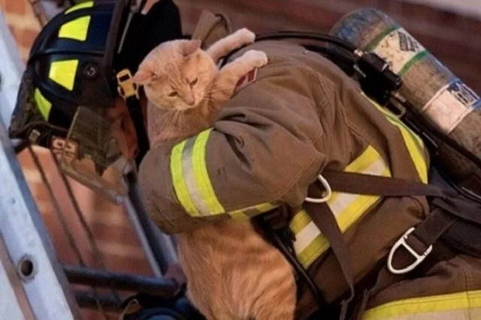 Ни особо. Пожарный спас котенка. Кошки спасатели. МЧС спасатели спасает котенка.