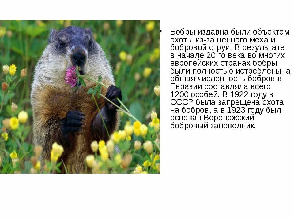 Рассказ о бобрах. Бобр предложение. Добротою бобры полны. Сообщение о бобре. Бобр предложение.