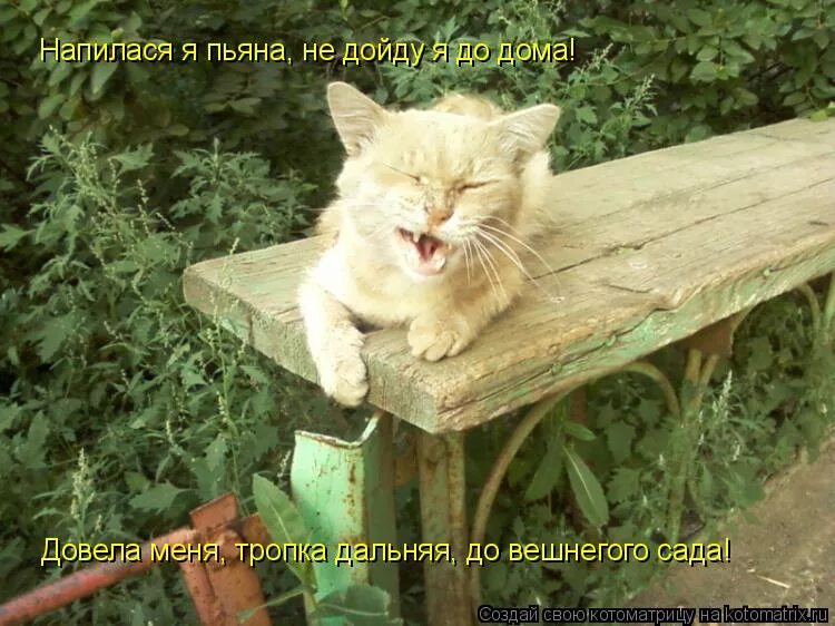 Напилася я пьяна не дойду до дома. Завела меня тропка Дальняя до вишневого. Довела меня тропка. Не дойти до дома
