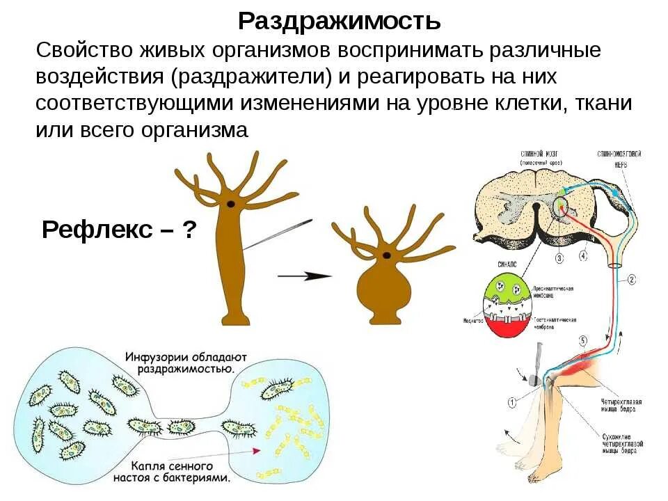 Реагировать на изменения происходящие на. Раздражимость свойство живых организмов. Свойства живых организмов движение раздражимость. Свойства живого раздражимость. Раздражимость характеристика.