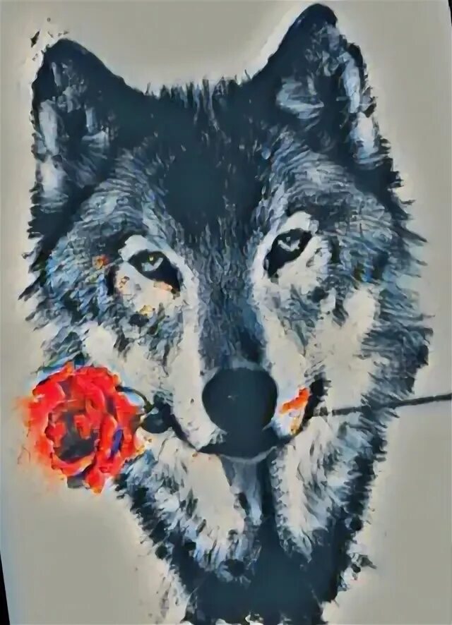 Дани волк. Волк. Jonas jödicke волк. Тигр с языком. Даня волков вконтакте.