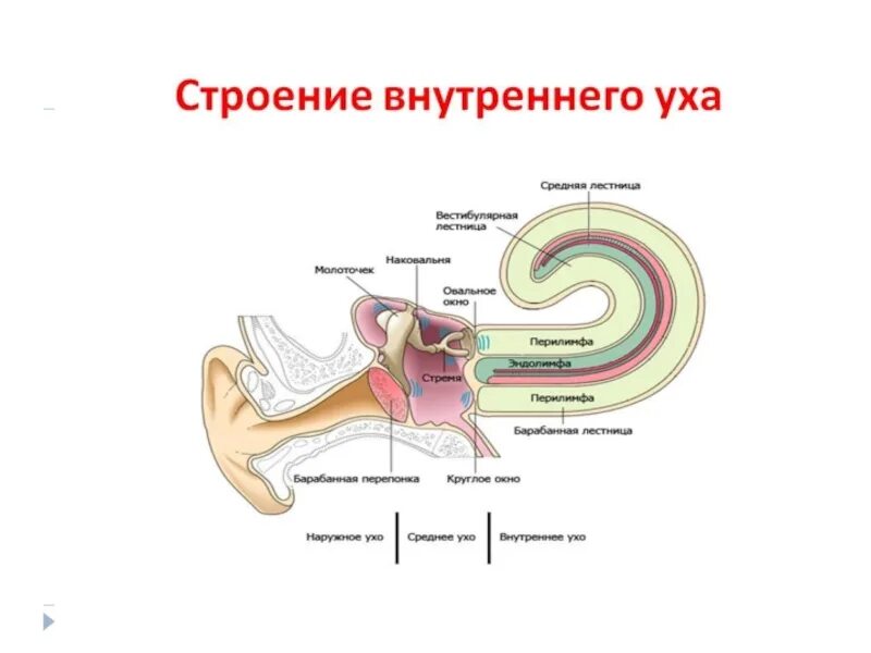 Перилимфа внутреннего уха. Эндолимфа внутреннего уха. Внутреннее ухо строение. Среднее и внутреннее ухо строение.