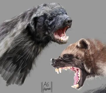 Honey Badger-sketching cs6 Honey Badger, Sketching, Lion, Traditional, Digi...